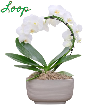 Infinity Loop Orchid Plant