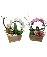 Infinity Orchid Gardens 