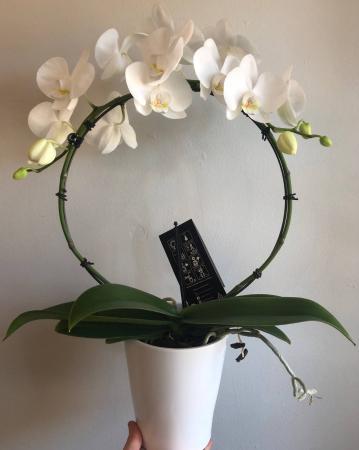 Infinity Orchid  Potted Plant  in Cambridge, ON | KELLY GREENS FLOWERS & GIFT SHOP