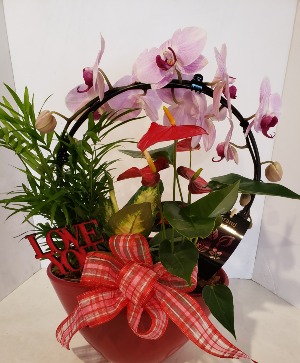 Infinity Orchid Planter Plants