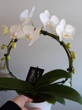 Infinity Orchid Potted Plant