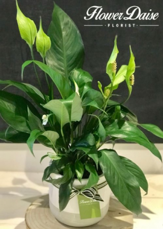 Ingrid Plant in Ceramic Container