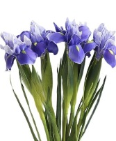 Iris Bouquet 