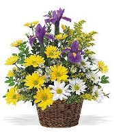Iris & Daisy TF58-1 Basket Arrangement