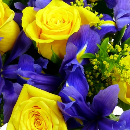 Iris Sun