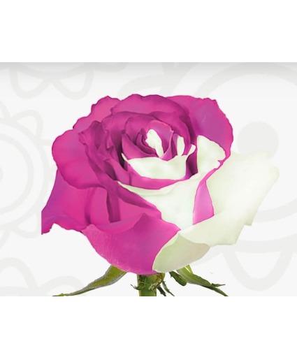 Isn't she lovely Dozen roses in a vase