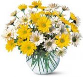 It's a Daisy Day 