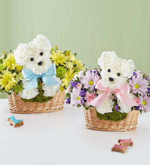 It’s a-DOG-able® Boy or Girl 3D New Baby - Boy or Girl in Las Vegas, NV | All In Bloom It’s a-DOG-able® Boy or Girl 3D New Baby - Boy or Girl in Las Vegas, NV | All In Bloom