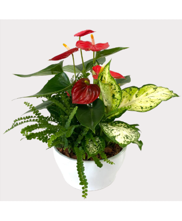 Ivana Anthurium Bowl House Plant in Newmarket, ON | FLOWERS 'N THINGS FLOWER & GIFT SHOP