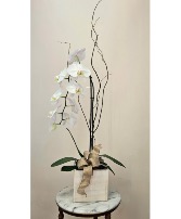 Ivory Whisper  The Timeless Elegance Orchid