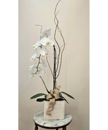 Ivory Whisper The Timeless Elegance Orchid in Cape Coral, FL | ENCHANTED FLORIST OF CAPE CORAL Ivory Whisper The Timeless Elegance Orchid in Cape Coral, FL | ENCHANTED FLORIST OF CAPE CORAL
