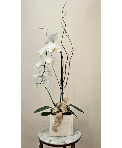 Ivory Whisper The Timeless Elegance Orchid