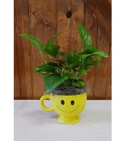 Ivy And Smiles Plant