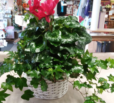 ivy / cyclamen