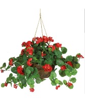 Ivy Geranium  Hanging Basket