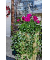 Ivy Geranium Hanging Basket Plant