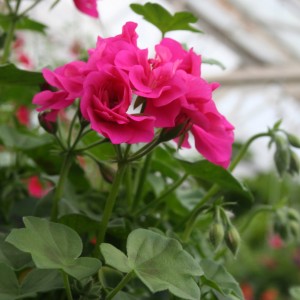 Ivy Geraniums Annual