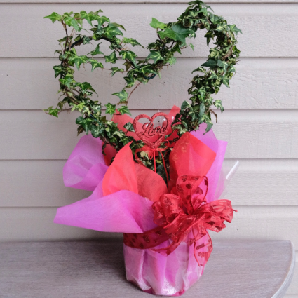Ivy Heart