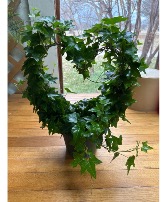 Ivy hearts Plant