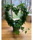 Ivy hearts Plant