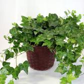 Ivy House Plant