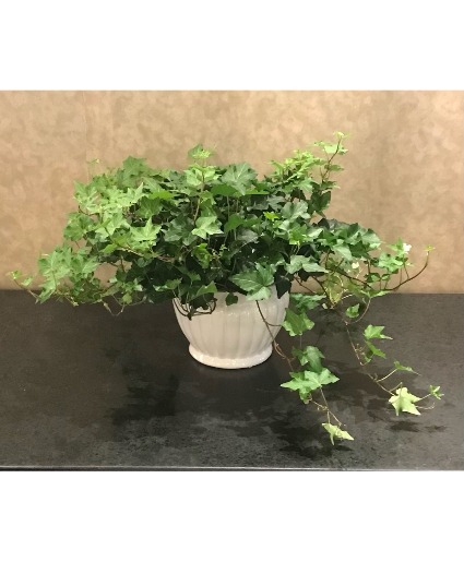 Ivy Houseplant