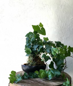 Ivy Kokedama in Alden Bowl