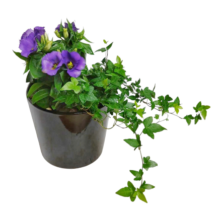 Ivy Lisianthus Plants