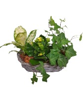Ivy Plant Basket Plant