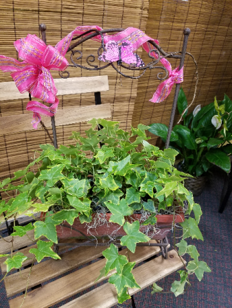 Ivy Terra Cotta Planter