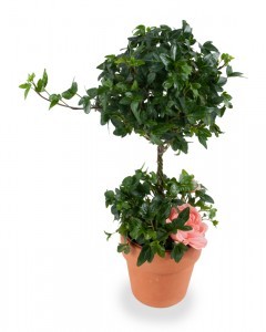 Ivy Topiary Four inch ivy topiary 