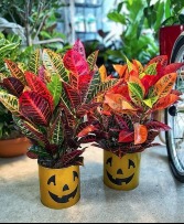 Jack-O-Croton Seasonal Plant