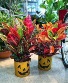 Jack-O-Croton Seasonal Plant