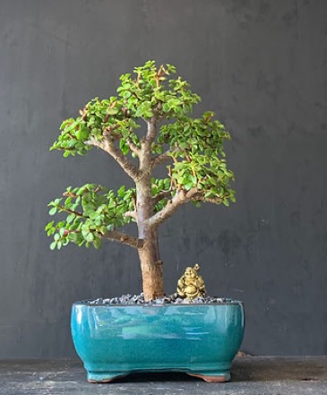 Jade - 5 years old - 15 inches Bonsai Elegance - Jade - Tree of Prosperity & Piece in Cape Coral, FL | ENCHANTED FLORIST OF CAPE CORAL Jade - 5 years old - 15 inches Bonsai Elegance - Jade - Tree of Prosperity & Piece in Cape Coral, FL | ENCHANTED FLORIST OF CAPE CORAL