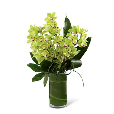 Jade Green Cymbidium Orchids