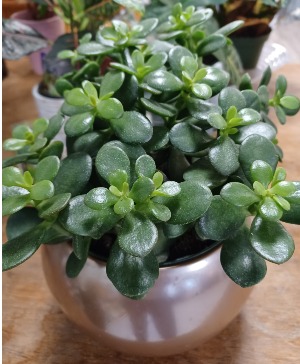 Jade Plant 