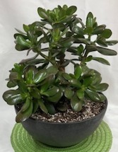 Jade Plant April Plant of the Month