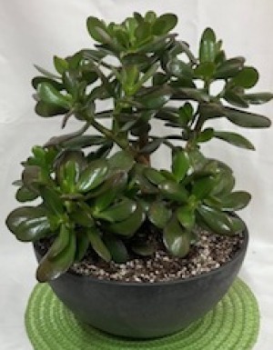Jade Plant April Plant of the Month