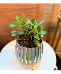Jade Plant in Blue Container