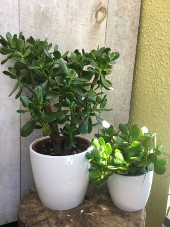 Jade Plant in Ceramic Pot
