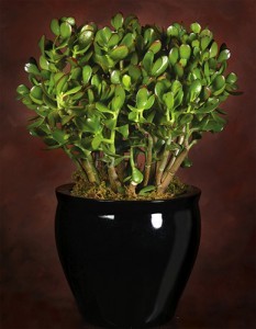 Jade Plant Potted
