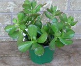 JADE PLANTER Indoor Plant