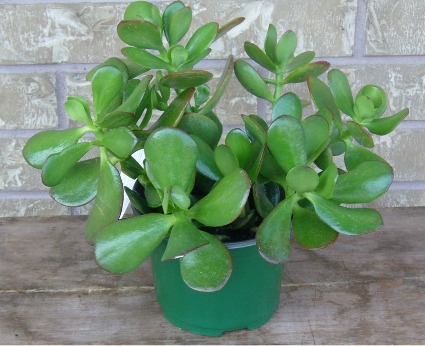 JADE PLANTER Indoor Plant