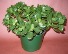 JADE PLANTER Indoor Plant