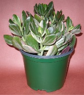 JADE PLANTER Indoor Plant