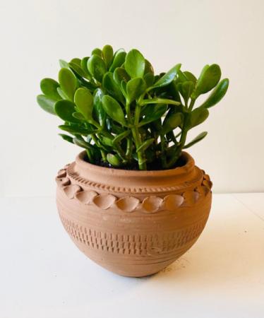 Jade Terra Cotta Plant