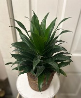 Janet Craig Dracaena  Plant