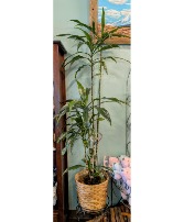 Janet Craig Dracaena Plant *Ugly Plant Sale  Only 1 available in store NOW reg. $149.95