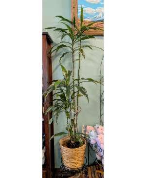 Janet Craig Dracaena Plant *Ugly Plant Sale  Only 1 available in store NOW reg. $149.95