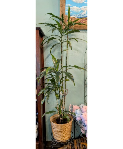 Janet Craig Dracaena Plant *Ugly Plant Sale Only 1 available in store NOW reg. $149.95